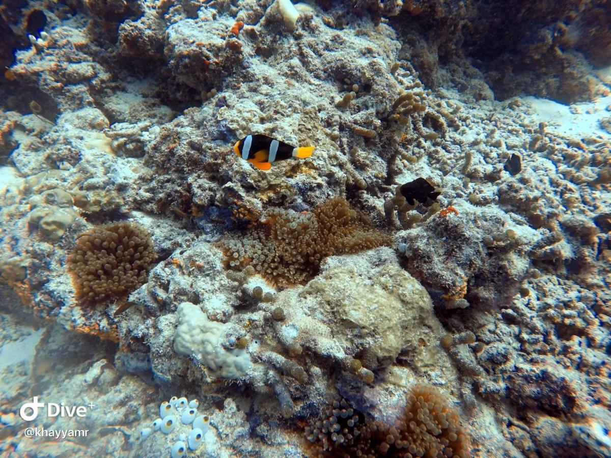 Equatorial Divers Lodge 아두아톨 외부 사진